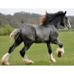 Horse - Shire Stallion -  Schleich 13734